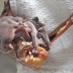 cute bats