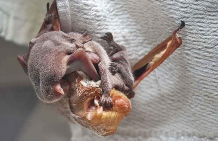 cute bats