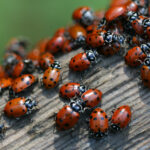 cute bugs