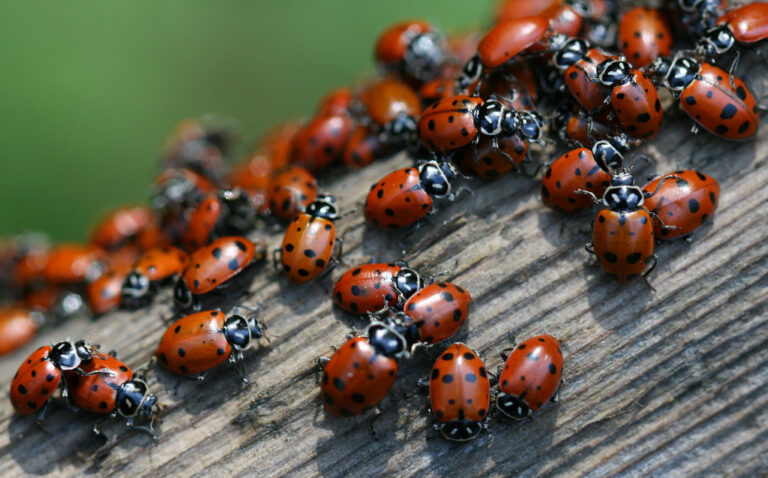 cute bugs
