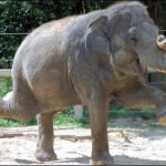 elephant3