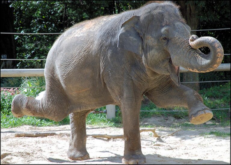elephant3