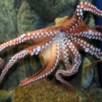 octo3