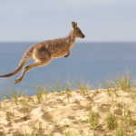 kangaroo
