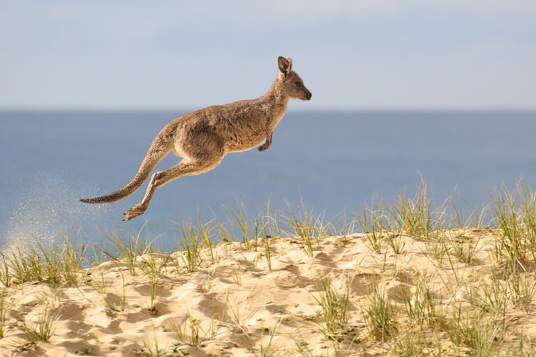 kangaroo