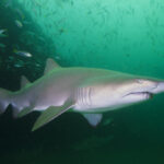 nurse shark
