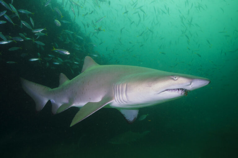 nurse shark